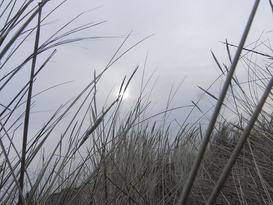 grass, sky, haze, sun, nature, landscape, meadow, rural, outdoor HD wallpaper