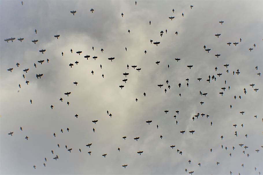 birds, sky, flock, animal wildlife, animals in the wild, animal themes HD wallpaper