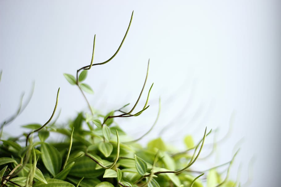 selective focus photo of green leafed plant, selective photography of green leafed plants HD wallpaper