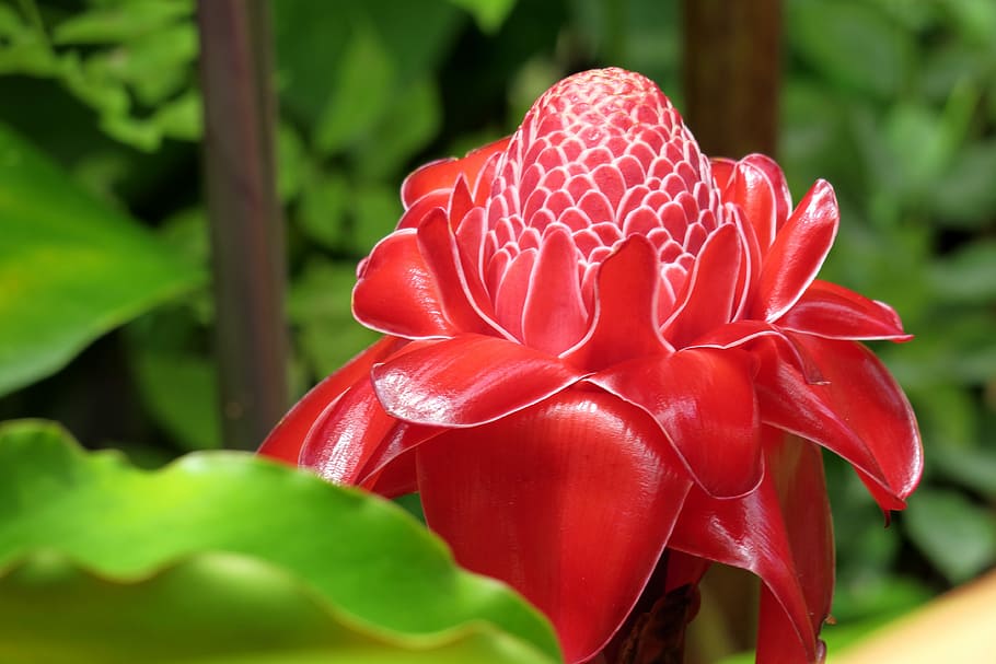 frangipani, blossom, bloom, red, petals, flower, flowering plant, HD wallpaper