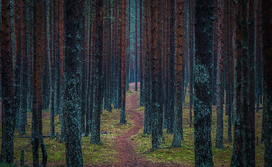 Road Between Tall Tress Photo, color, conifer, dawn, evergreen HD wallpaper