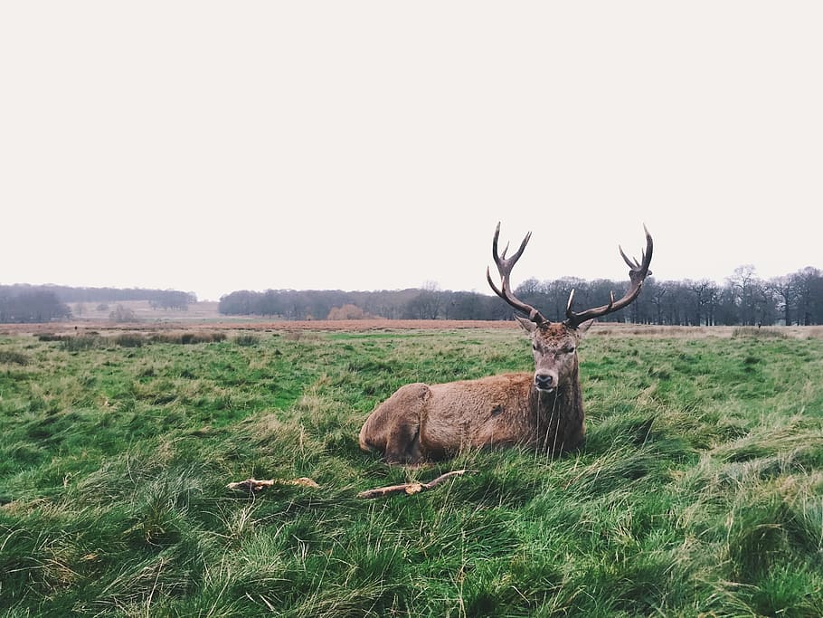 brown deer lying on green grass, brown reindeer lying on grass field HD wallpaper