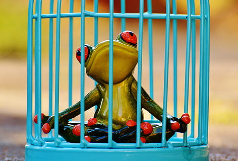 green and yellow frog in blue wire cage, imprisoned, sad, figure HD wallpaper