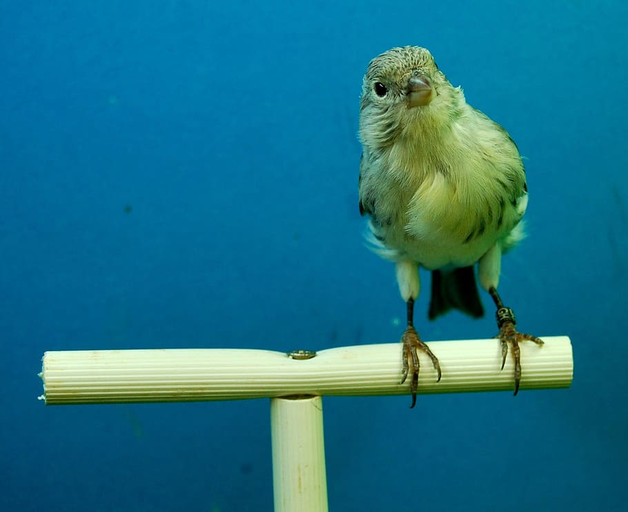 canaries, black opal, aviary, bird, one animal, animal themes HD wallpaper