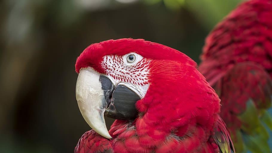 scarlet macaw, red macaw parrot, amazon, bird, rain forest, white