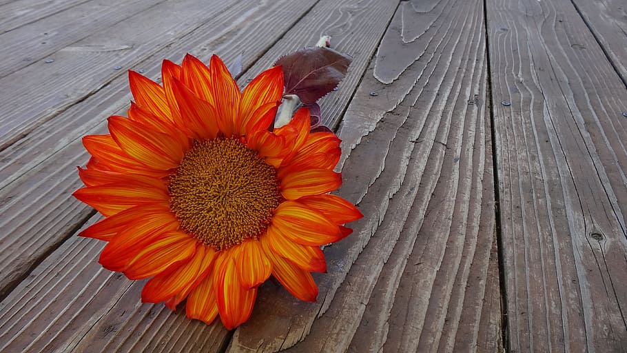 low angle photograph of orange sunflower on wood pallet, autumn