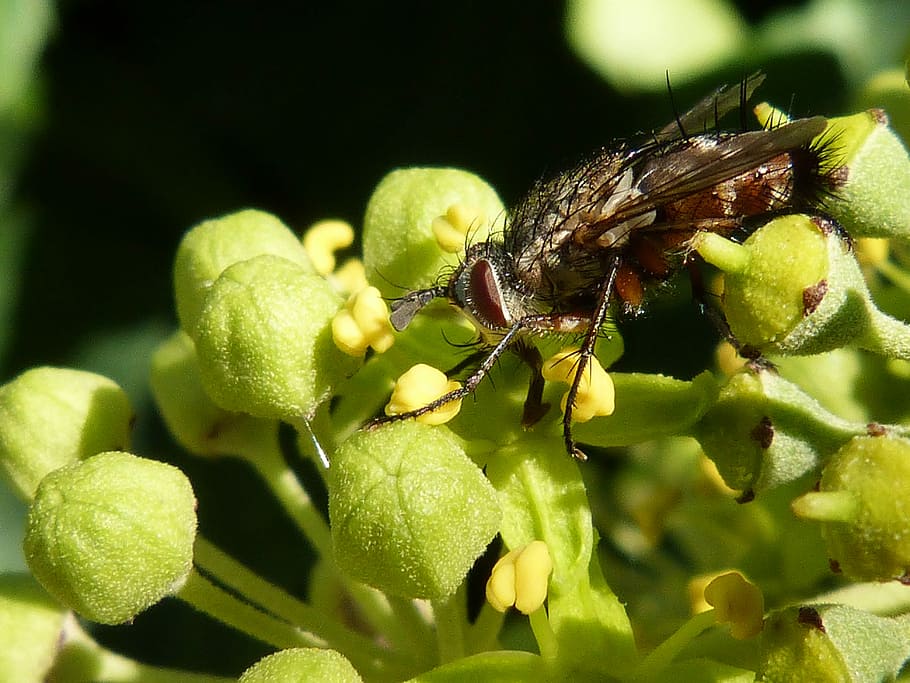 fly perch on green plants, Botfly, Nuisance, insect, one animal HD wallpaper