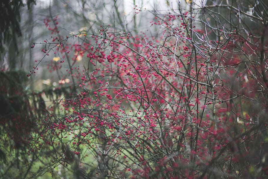 forest, woods, flower, pink, small, little, vintage, nature HD wallpaper