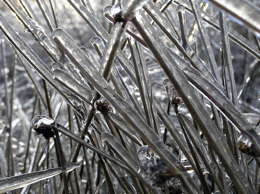 nature, ice, graeser, close-up, plant, no people, selective focus HD wallpaper