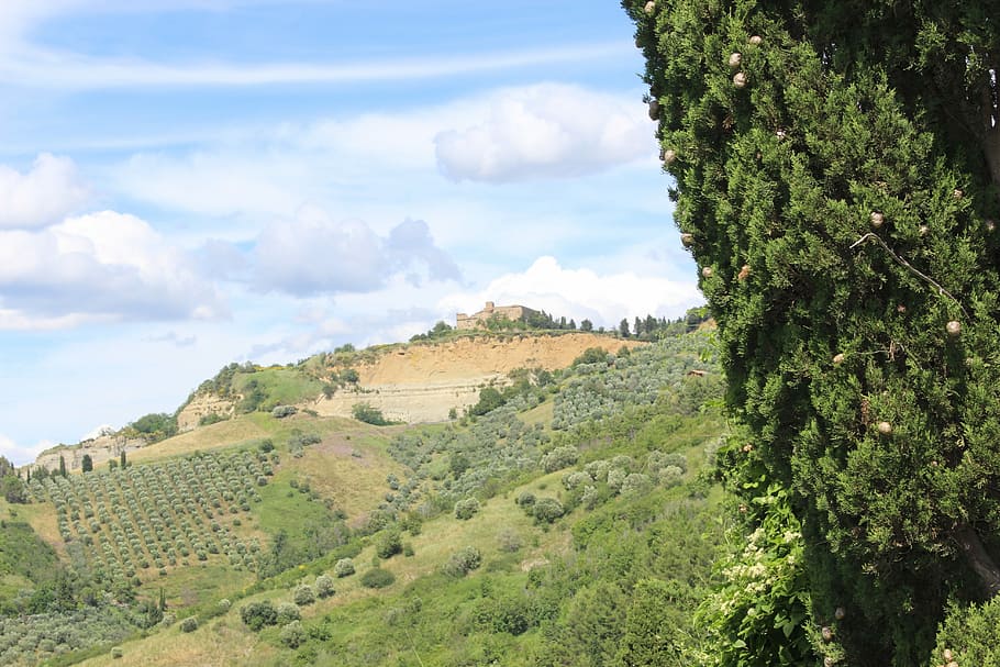 Nature, Landscape, Tree, Campaign, cypress, volterra, tuscany HD wallpaper