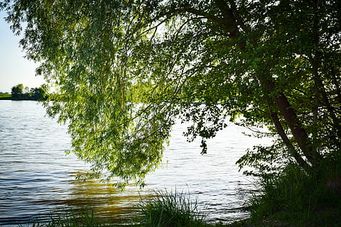 tree, pasture, water, weeping willow, nature, meadow, landscape HD wallpaper