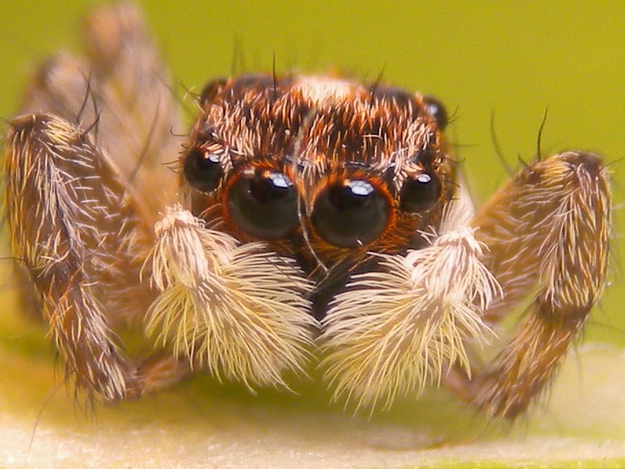 spider, insect, animal wildlife, animals in the wild, animal themes HD wallpaper