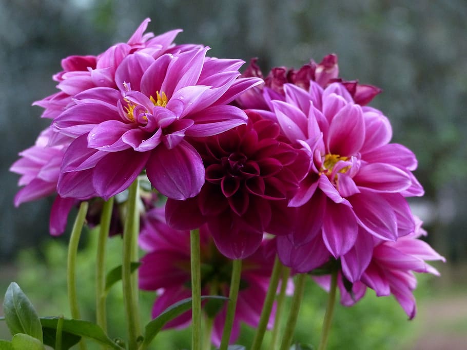 dahlia, flower, violet, macro, spring, flowering plant, vulnerability HD wallpaper