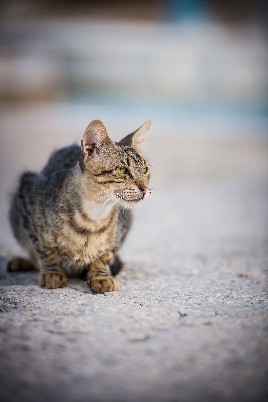 brown tabby cat, selective focus photography of gray tabby cat