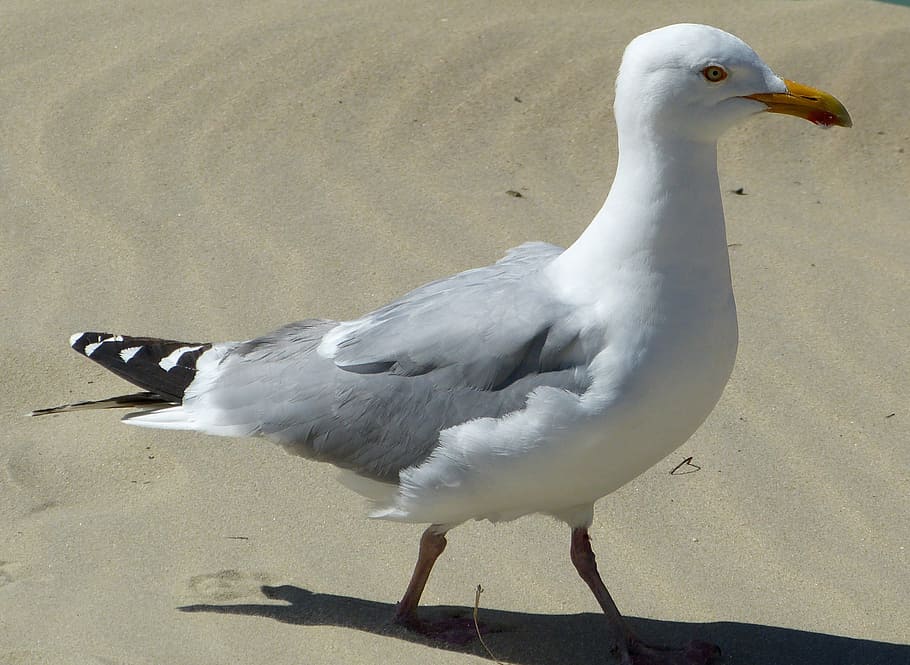 seagull, seevogel, coast, piercing gaze, bird, animal themes HD wallpaper