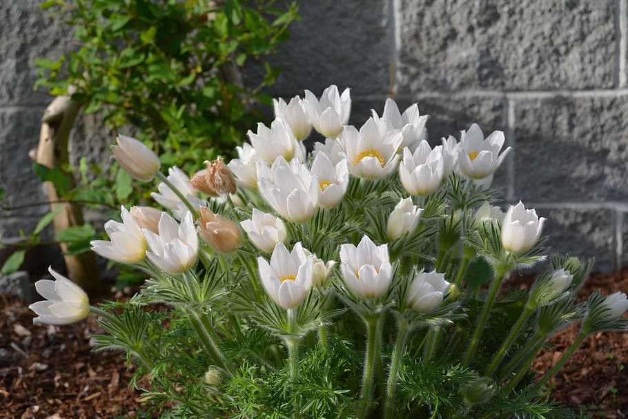Delicate, Flowers, White, Spring, delicate flowers, white flowers HD wallpaper