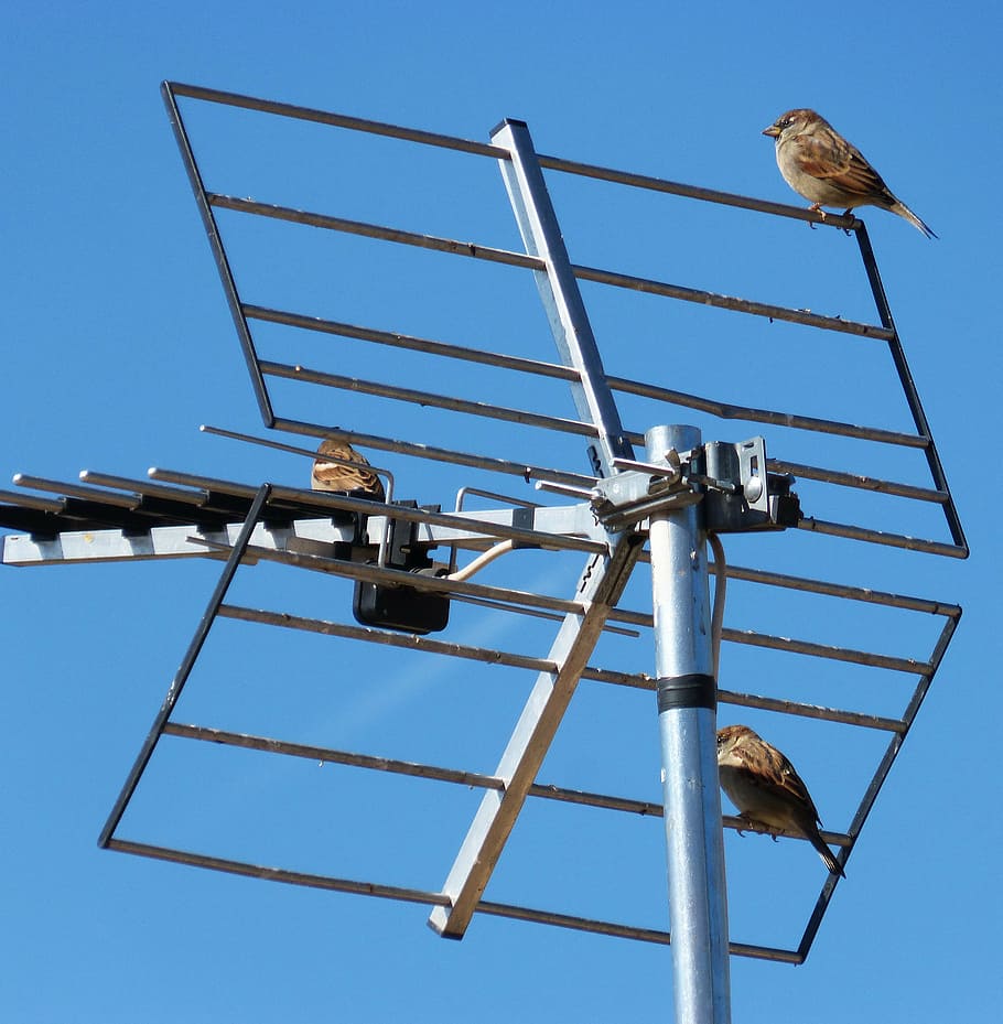 antenna, sky, sparrows, telecommunications, tv, bird, vertebrate HD wallpaper