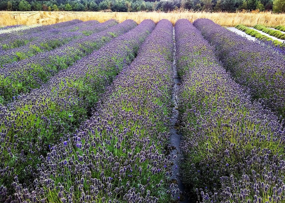 field, lavender, rows, purple, plant, growth, flower, flowering plant HD wallpaper