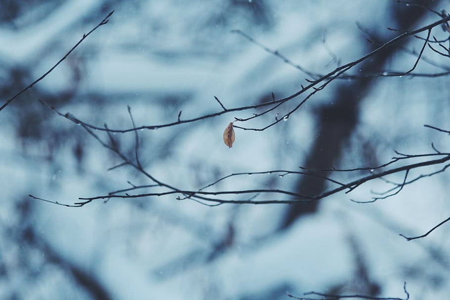 shallow focus photography of brown leaf, tilt shift lens photography of tree branch HD wallpaper