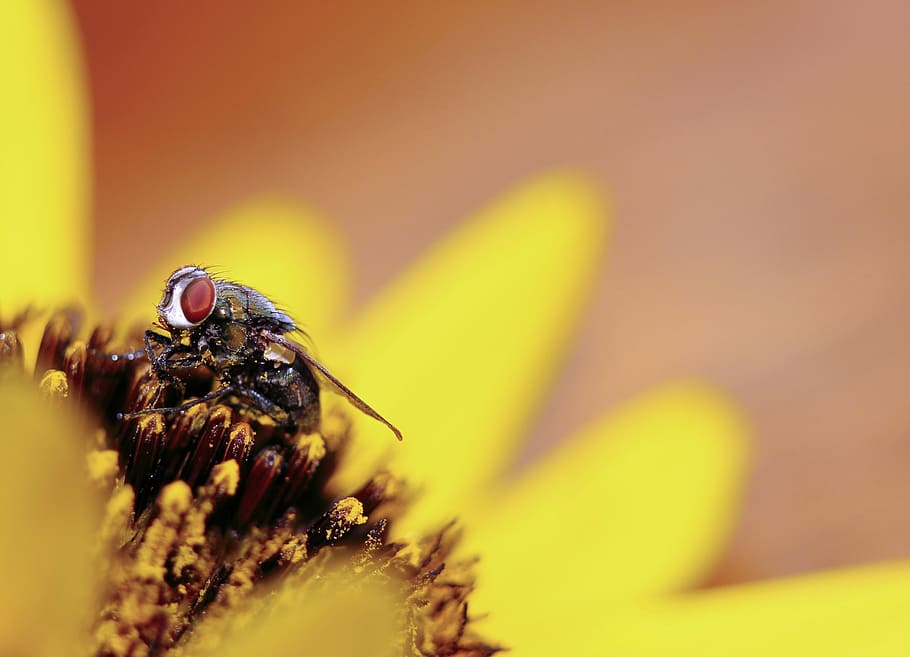 macro photography of fly on flower, macro photo of black fly perching on yellow petaled flower HD wallpaper