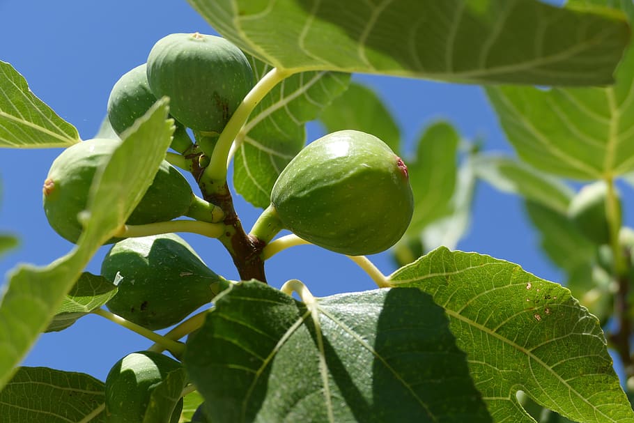 closeup photo of green fruit, fig tree, leaf, plant part, food and drink