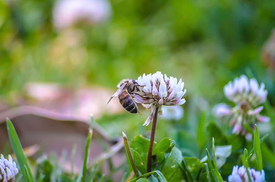 bee, flowers, nature, flowering plant, animal wildlife, animal themes HD wallpaper