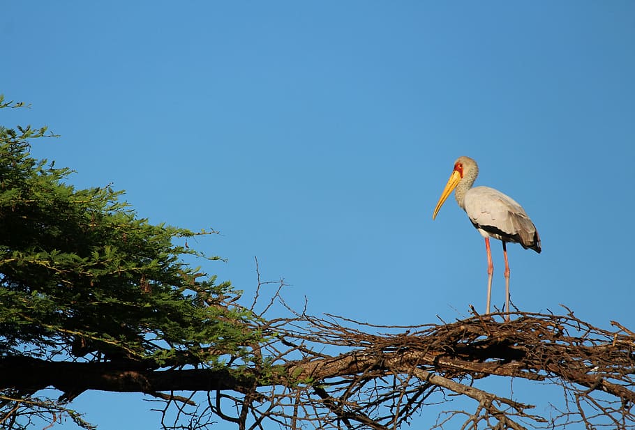 bird, nest, tree, animal themes, animal wildlife, animals in the wild HD wallpaper