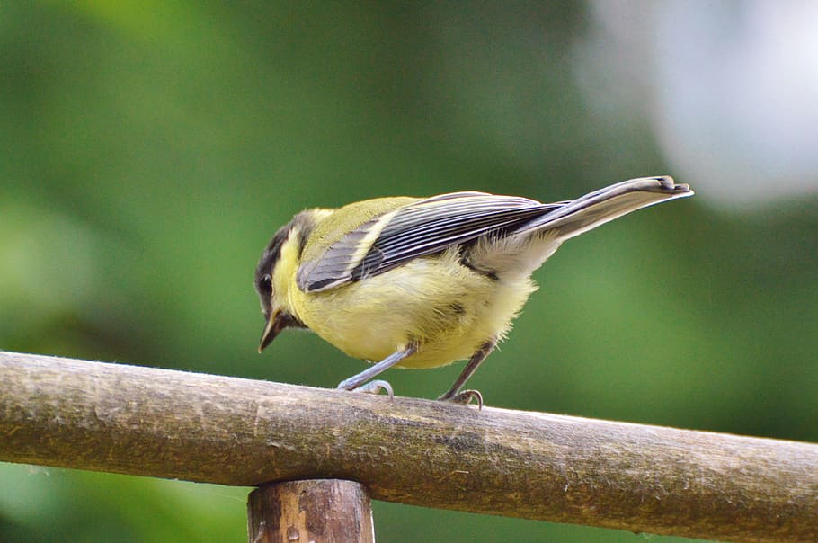 close-up photography of yellow and black bird, tit, foraging HD wallpaper