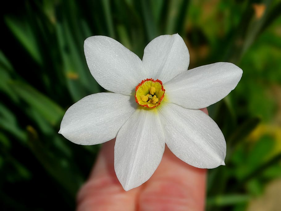 Spring, Flower, Daffodil, Hand, Garden, springtime, narcissus HD wallpaper