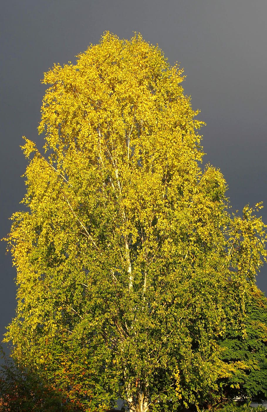 birch, tree, thunderstorm, nature, mood, mystical, lighting HD wallpaper