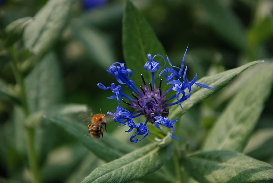 insect, green, macro, nature, plant, flower, flowering plant HD wallpaper