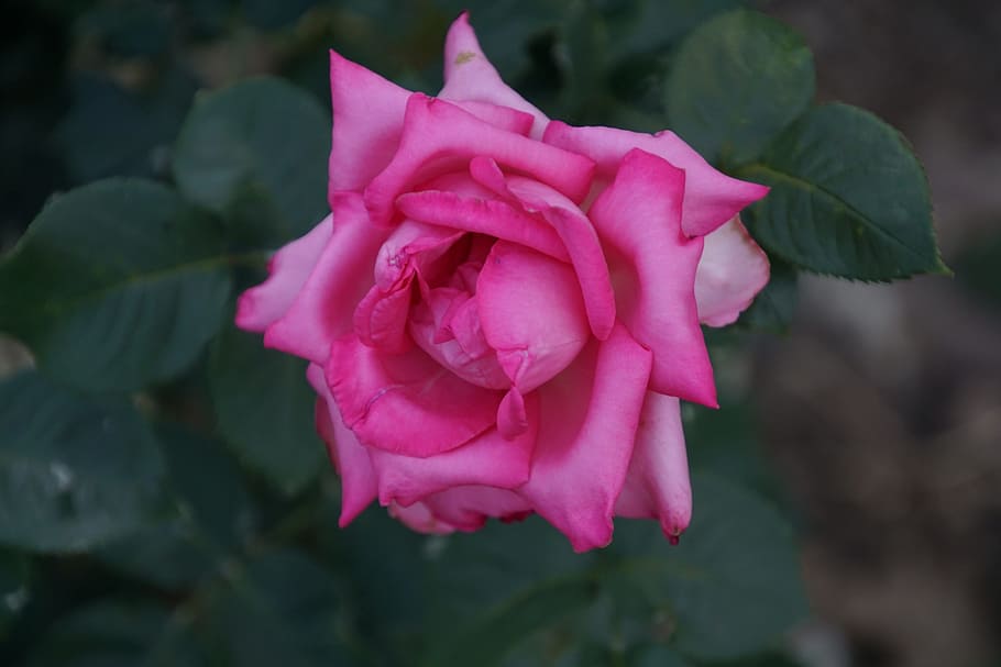 Blossom, Bloom, Close, Esmeralda, rose, rosaceae, red, purple HD wallpaper
