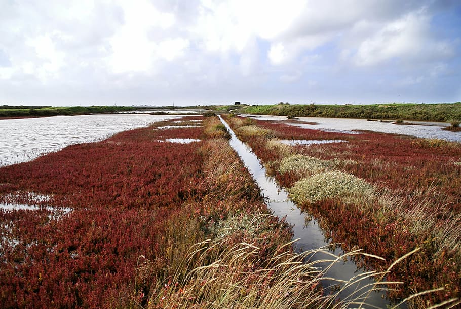 marsh, salant, guérande, nature, agriculture, rural Scene HD wallpaper