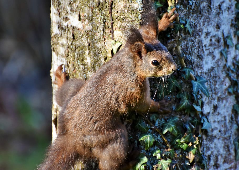 brown racoon on brown tree trunk, squirrel, verifiable kitten