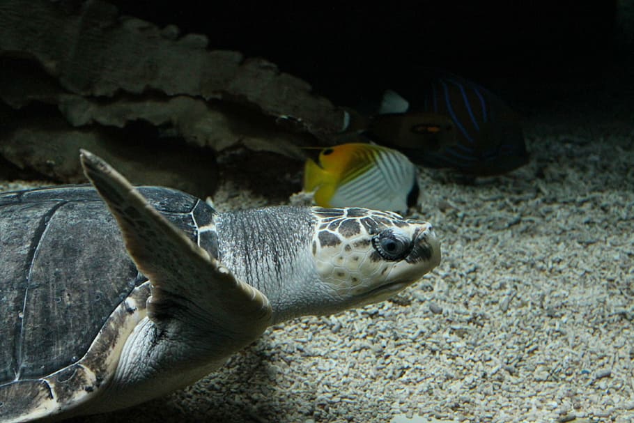 turtle, zoo, underwater, sea, nature, animal, wildlife, reef HD wallpaper