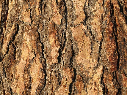 bark, tree, wood, pattern, nature, backgrounds, brown, wood - Material HD wallpaper