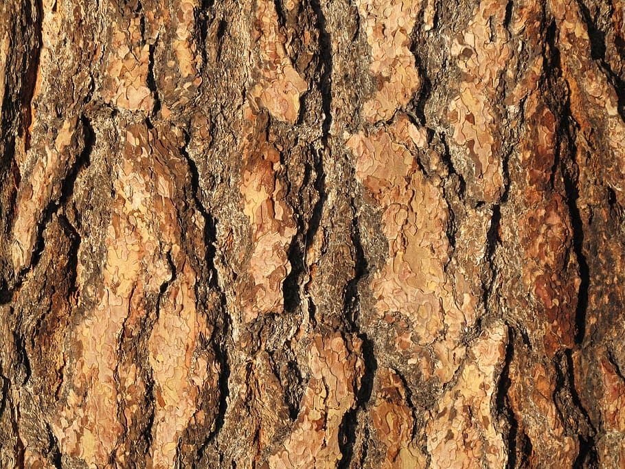 bark, tree, wood, pattern, nature, backgrounds, brown, wood - Material HD wallpaper