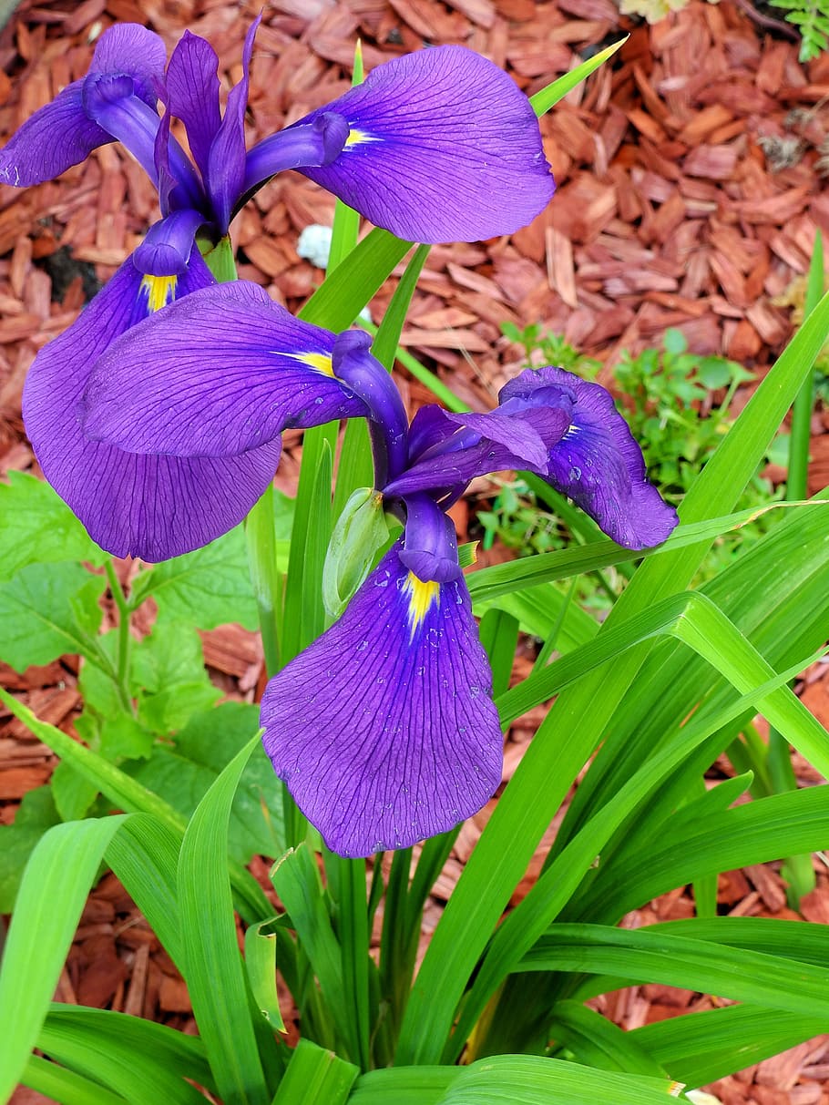 lily, iris, bed, flower, blossom, bloom, nature, garden, purple HD wallpaper