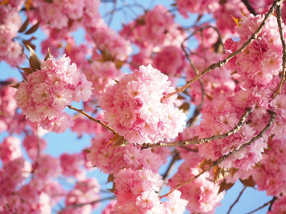 pink cherry blossom tree at bloom, japanese cherry, smell, japanese flowering cherry