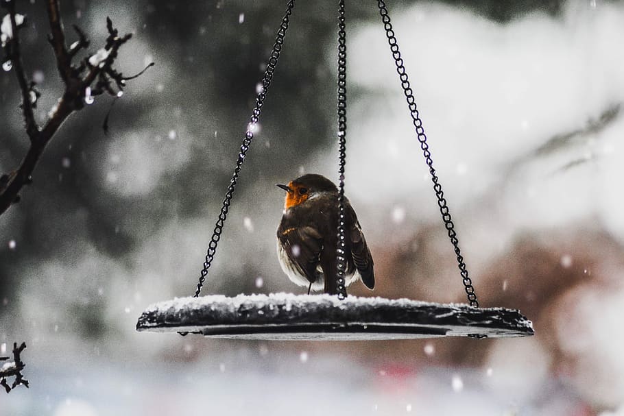 bird on scale, selective focus of European robin perching on bird feeder HD wallpaper