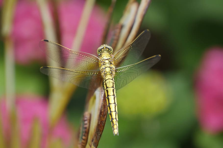 Dragonfly, Animals, Nature, insect, one animal, animal themes HD wallpaper