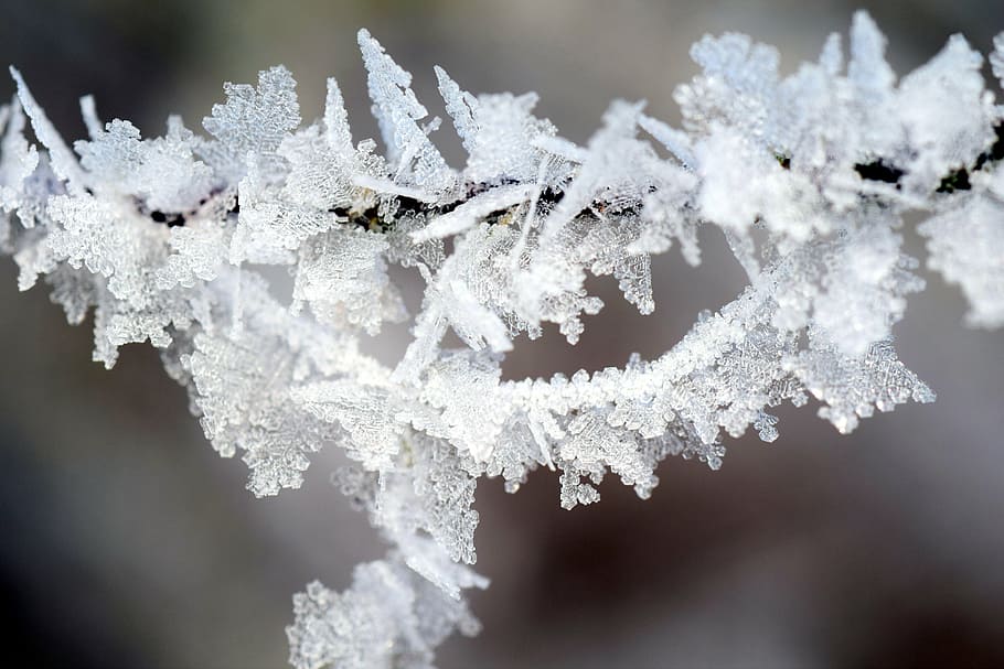 frost, winter, wintry, ice, winter magic, cold, hoarfrost, frozen HD wallpaper