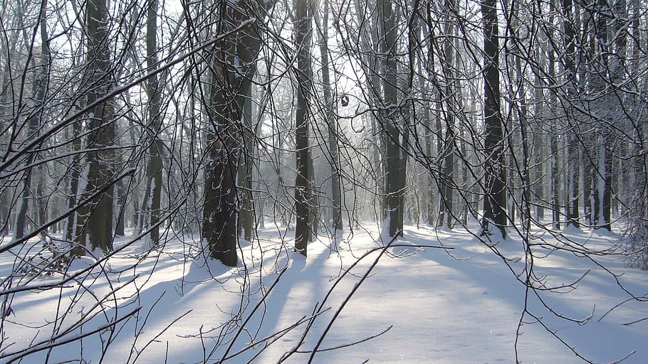 park, winter, tree, slovakia, snow, cold temperature, forest HD wallpaper