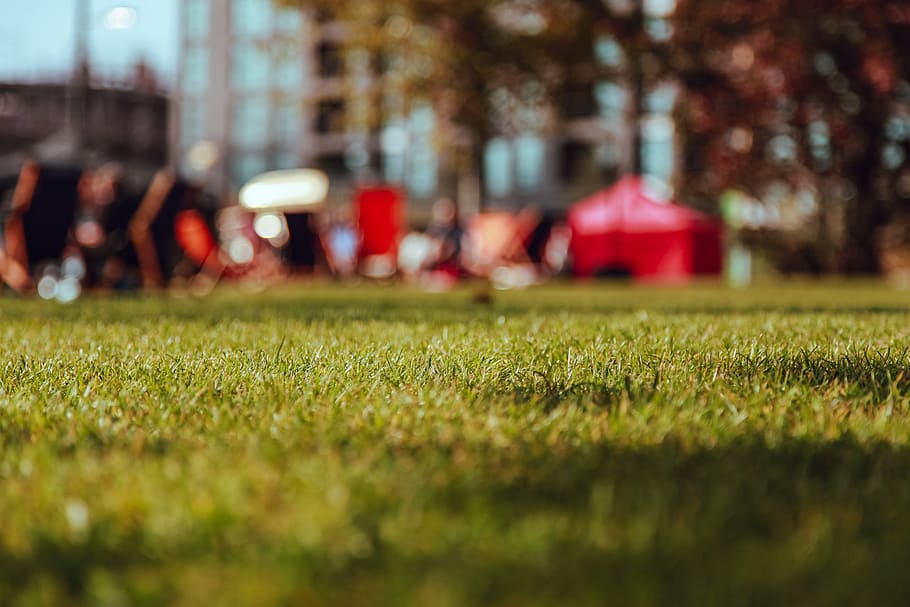 shallow focus photography of green grass field, shallow focus photography of grass HD wallpaper