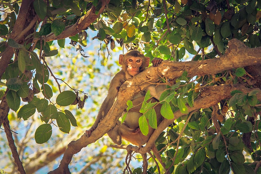 monkey on tree, animal, exotic, zoo, wild, wildlife, nature, icon, HD wallpaper