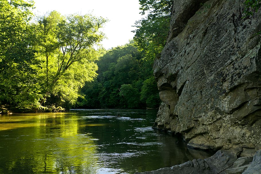 river, water, trees, nature, plant, tranquility, beauty in nature HD wallpaper