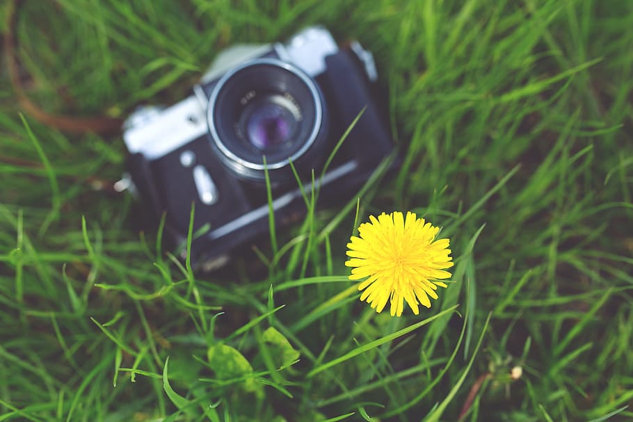 selective focus photography of yellow dandelion beside black MILC camera on grass HD wallpaper
