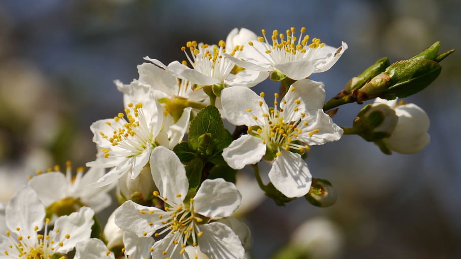 sunshine, spring, the spring messengers, flowering plant, fragility HD wallpaper