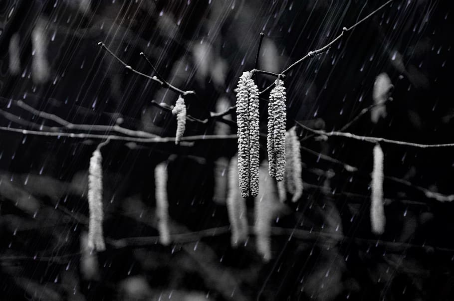 rain, winter, nature, fall, seasons, time, plant, flora, tree HD wallpaper