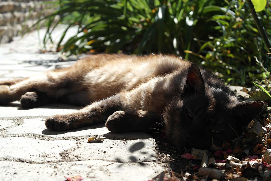 pet, tomcat, rest, peace, nature, sunshine, domestic Cat, pets HD wallpaper